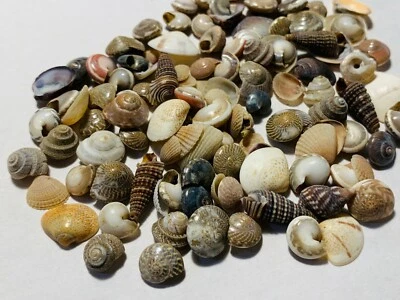 500+ Tiny Mixed Seashells, Assorted Craft Shells Mix US Seller Free Ship! - Image 1 of 4