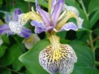 Iris Sibirica 'Speckled Hen' x50 fresh 2023 seeds - Hardy perennial