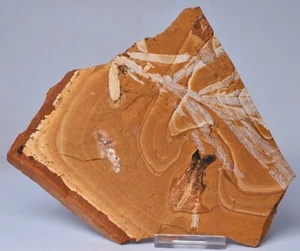 AGATHIS JURASSICA, WOOLLEMI, CAMAS DE PECES TALBRAGAR, NSW F378 - Imagen 1 de 4