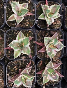 Rare Aqave titanota 'Caesar' Variegated Random Boutique sale - Picture 1 of 3