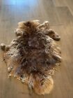 1 - Tanned Beaver pelt