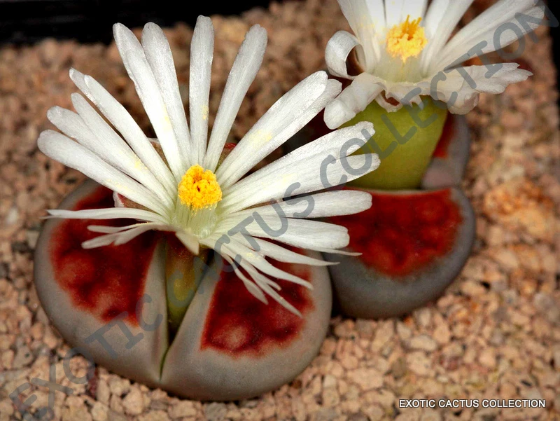 RARO LITHOPS KARASMONTANA, @j@ exótico mesemb piedra viva semilla de cactus -15 SEMILLAS Foto 1 de 1