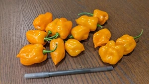 SEED- Hot Pepper Scotch Bonnet-Orange -Used to Flavor Cultural Spicy Cuisines. - Bild 1 von 16