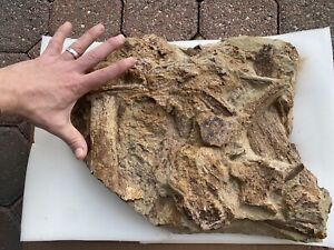 Large 19â€� Fossil Edmontosaurus Hadrosaur Dinosaur Bones/Tendons Matrix