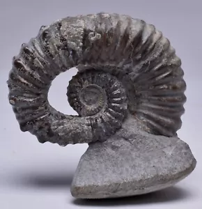 AMMONITE, TROPAEUM JACKII, WALSH RIVER, AUSTRALIA F209 - Foto 1 di 8
