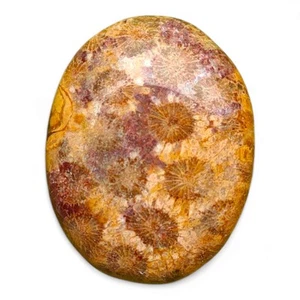 Piedra de palma de coral fósil natural - Cristal curativo antiguo para estabilidad y sabiduría - Imagen 1 de 4