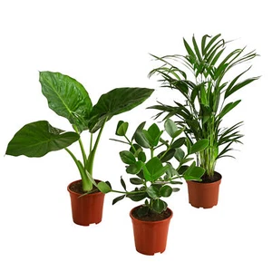Pflanzenset Homeoffice Balsamapfel/Goldfruchtpalme/Pfeilblatt Höhe 50 cm, Dehner - Bild 1 von 11