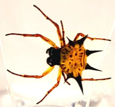 44mm Real Spiny Spider in Clear Lucite Resin Science Education Specimen Block - Image 1 of 4