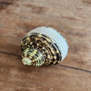 Green Banded Turbo Shell - (Sold Individually)- Wholesale Shells - Hermit Crab - Picture 1 of 5