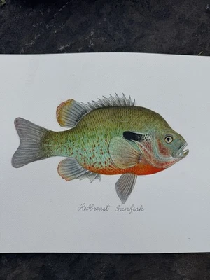 Pintura Original Pez Sol Pecho Rojo Foto 1 de 3