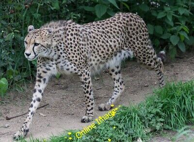 Photo 12x8 Cheetah at Paradise Wildlife Park, Hertfordshire Wormley West E c2013