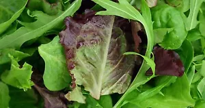 Organic Mesclun Italian Misticanza mix Seed 6 gram approx 3000ct USA Produced - Picture 1 of 2