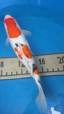19in BIG Smooth Sanke Scaless Doitsu FEMALE Japanese Koi Live Imported KoiGazer - Image 1 of 4