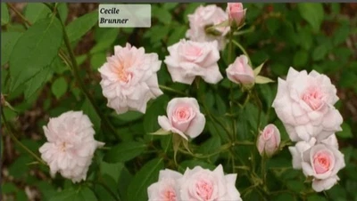 Climbing Rose Rosa Cecile Brunner Live Starter Plant Semi Dormant  - Image 1 of 4