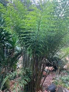 Cycad -5 Cycas DEBAOENSIS-seedlings - Picture 1 of 4