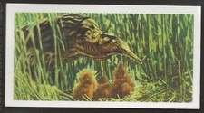 BROOKE BOND (TEA)-BRITISH BIRDS (CREAM BACK) 1954-#20- BITTERN 