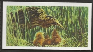 BROOKE BOND (TEA)-BRITISH BIRDS (CREAM BACK) 1954-#20- BITTERN 