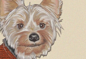 Yorkshire Terrier Small Blank Note Cards Boxed - Picture 1 of 1