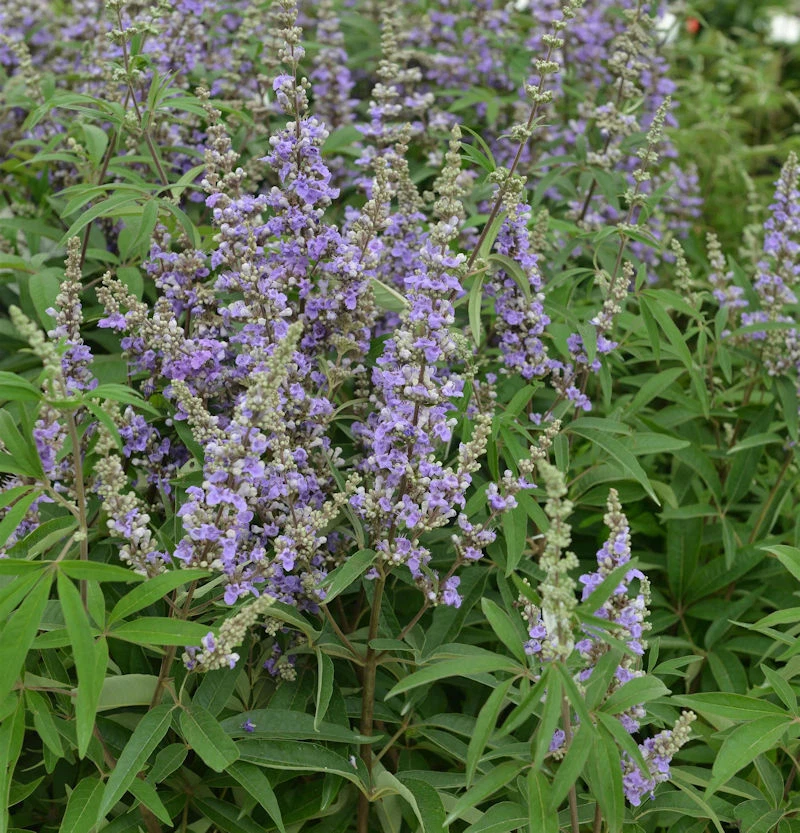Mönchspfeffer Magical Summertime Blues 40-60cm - Vitex agnus castus - Bild 1 von 1