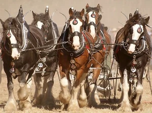 Impresión fotográfica de 8X10 ALOUGH HORSES - Imagen 1 de 1