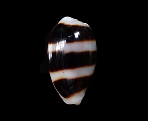 Seashells- Palmadusta asellus 24mm- BIG SIZE!!! - Picture 1 of 4