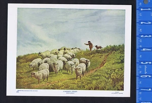 WOOLLY DOMESTIC SHEEP, Ovis aries - 1902 Animal Print - Picture 1 of 1