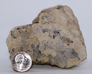 Large Triceratops Fossil Frill Edge 101.1mm 348g 12.2oz South Dakota SD COA 7035 - Picture 1 of 13