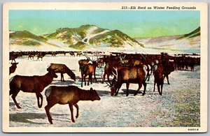 De Colección Colorado CO Rebaño de Alces en Invierno Feeding Grounds Rockies Años 40 Ver Postal - Imagen 1 de 2