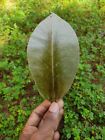 100+ Ceylon Dried Soursop Leaves Organic Natural Tea Annona GUANABANA GRAVIOLA 