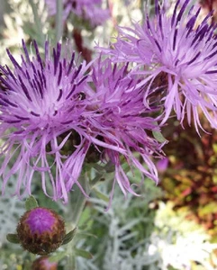 Centaurea cineraria x 1 Plant -- Evergreen -- Perennial - Dusty Miller - Picture 1 of 4