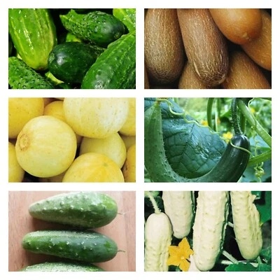 Cucumber Collection | Seeds - Image 1 of 4