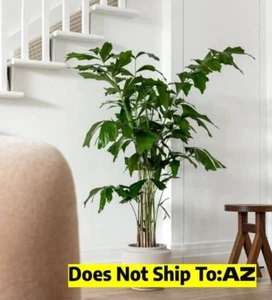 Fishtail Palm Tree Caryota Mitis Privacy Live Plant 2-3 Ft Tall 2 Gallon Pot - Picture 1 of 7