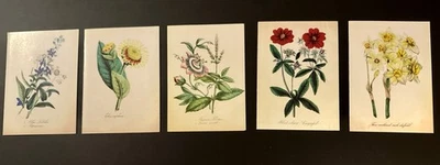 Juego de 5 tarjetas de felicitación de flores botánicas Sierra Club con sobres aspecto vintage Foto 1 de 4