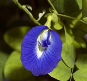 Clitoria Ternatea Schamblume 5 Samen - Bild 1 von 1