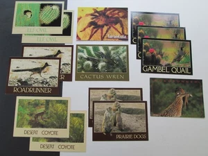 ARIZONA 14 Vtg. Postcards Of DESERT ANIMALS (Most Cards by Petley) - Picture 1 of 2