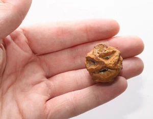 METASEQUOIA PINE CONE FOSSIL DINOSAUR AGE CRETACEOUS Beautiful Color & QUALITY - Picture 1 of 10