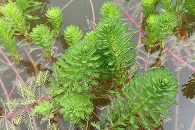 Parrot's Feather Live Water Garden Pond Bog Plant *XL Bunches!* Buy 2 Get 1 Free - Image 1 of 4