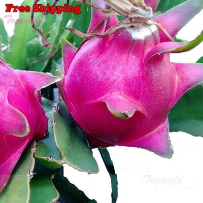 Dragon fruit Cuttings | Pitaya White Fruit FRESH Large 6-10" Live Plant Cuttings - Image 1 of 4