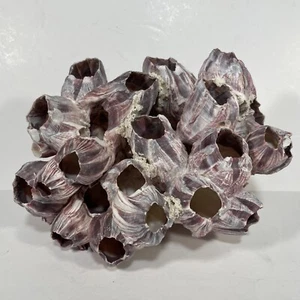 Natural Purple Acorn Barnacle Cluster 14 Ounces 8”x5”x5” - Picture 1 of 11