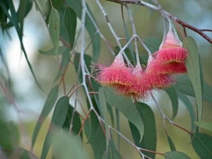 50 Silver Princess Gum Eucalyptus Seeds Tree Flower Perennial Flowers Seed 1344 - Picture 1 of 24