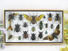 Echte exotische insecten in een XL 3D vitrine van hout - taxidermie  nieuw - L22