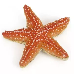 Figura Estrella de Mar - Vida Marina - Pintada a Mano - Juguete Coleccionable - Papo 56050 - Imagen 1 de 4