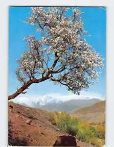 Postcard Poetical Springtime in Atlas - Picture 1 of 2