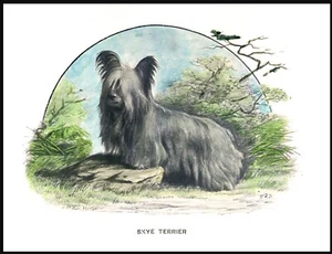 SKYE TERRIER LOVELY VINTAGE STYLE DOG ART PRINT POSTER - Picture 1 of 1