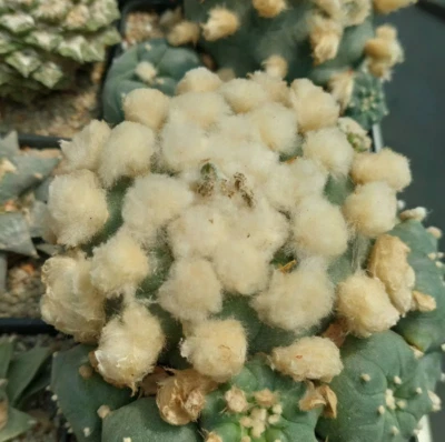 Anhalonium 'Habermann'  10seeds harvest 2024 - Image 1 of 4