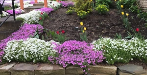 6 Deer Proof Perennial Plants Creeping Phlox Pink & White - Picture 1 of 5