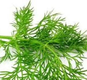 DILL Anethum graveolens culinary herb plants for meat and fish, in 100mm pot - Picture 1 of 3