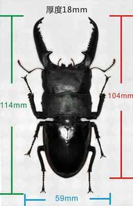 Dorcus Titanus Palawanicus Insect Model Dorcus Titanus Palawanicus Beetle Decor - Picture 1 of 9