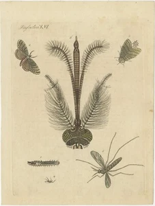Antique Print of various Insects including the Nun Moth & Common House Mosquito - Picture 1 of 1