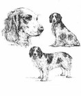 Welsh Springer Spaniel - CUSTOM MATTED - 1963 Vintage Dog Print *